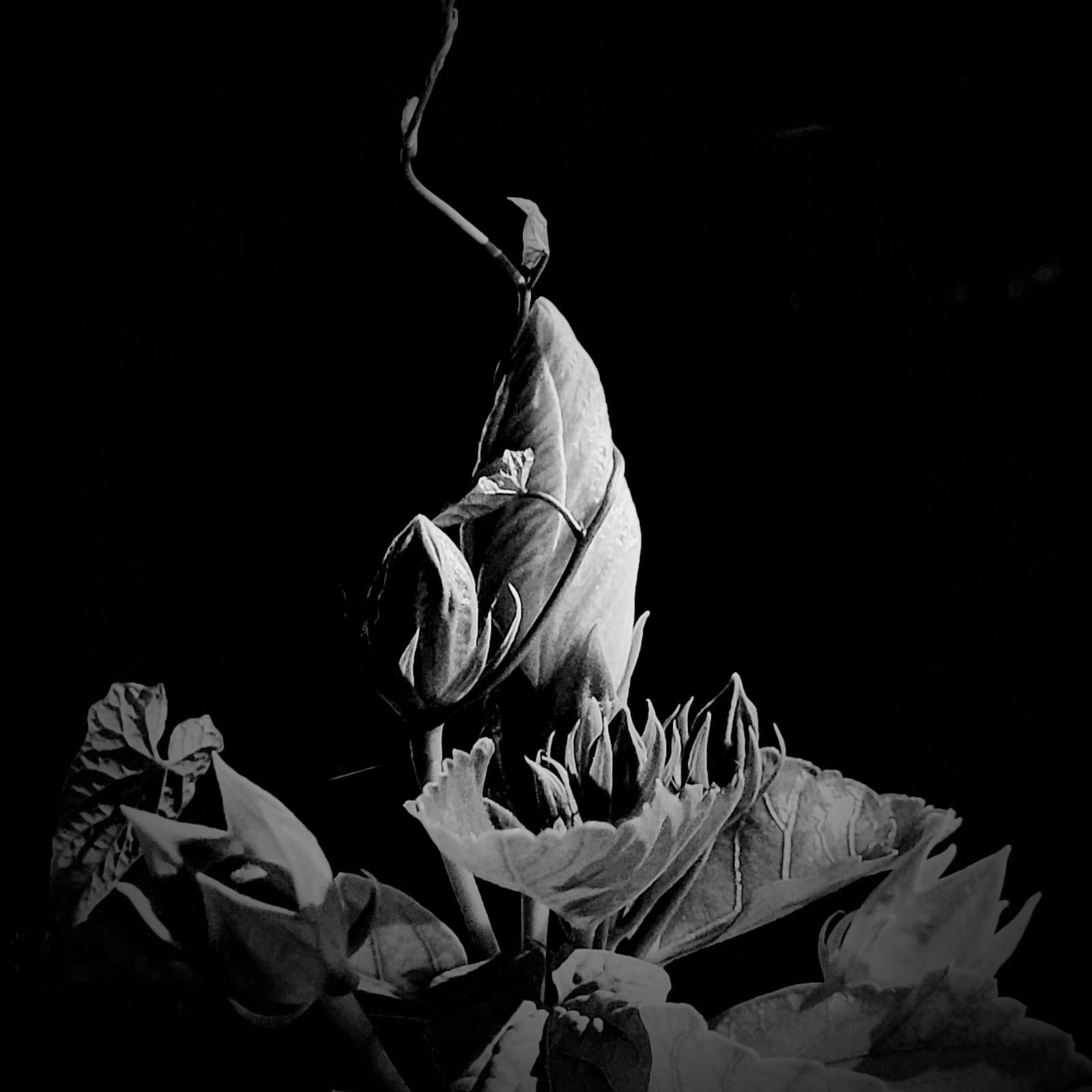 Cover art for the album Ivy